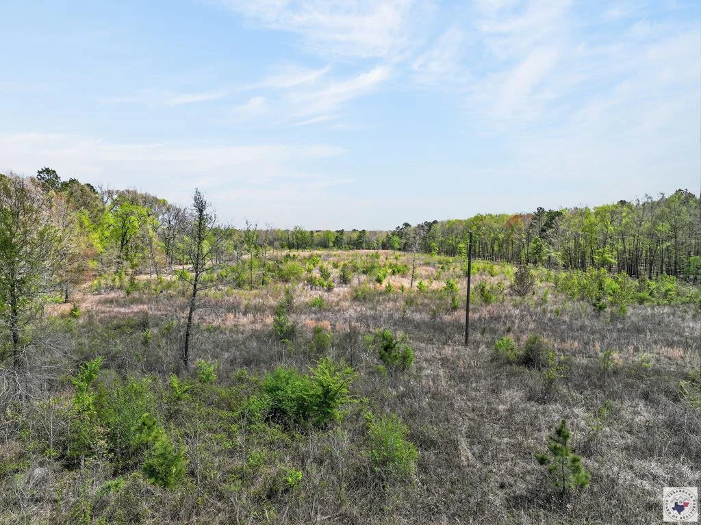 Open land and regrowth at County Road 4223